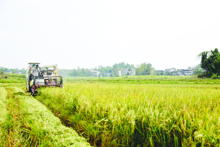 1692328023865944.jpeg 農(nóng)業(yè).jpeg