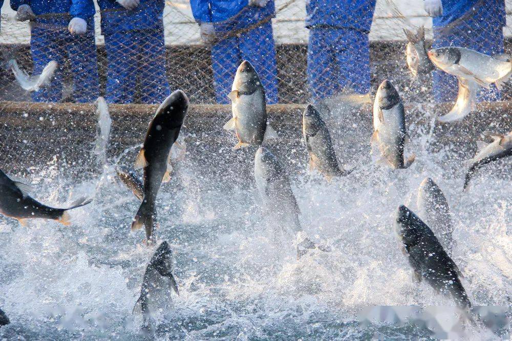 1692758748341094.jpeg 水產(chǎn)養(yǎng)殖 (1).jpeg