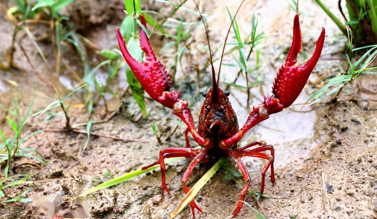 1700464789645136.png 1700464789645136.png