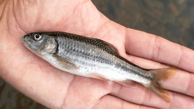 1705114485336881.jpg 魚類生長緩慢.jpg