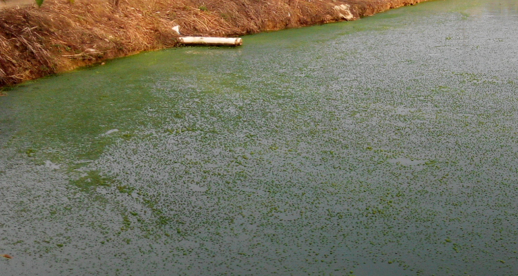 1715670914148375.png 水體富營養(yǎng)化.png