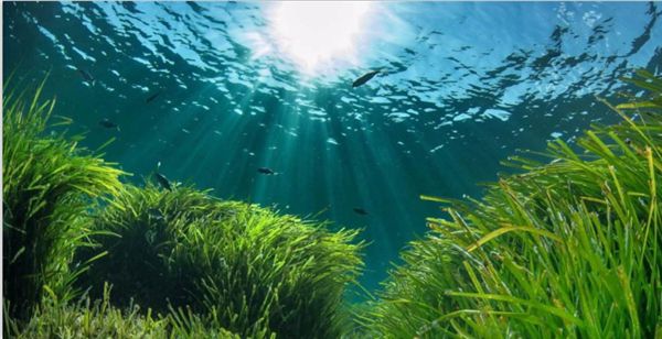 1718778522444896.jpeg 陽光.jpeg