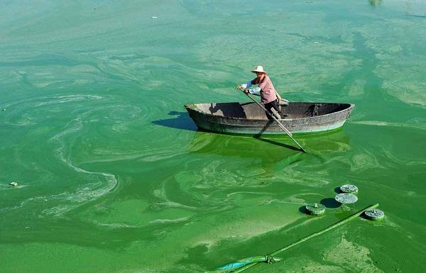 1741919131535040.jpg “水華”現象.jpg