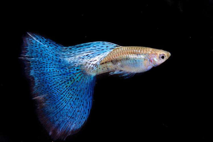 1767407735782604.jpg 觀賞魚(yú).jpg