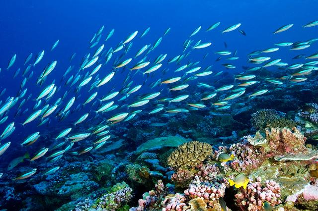 1775093442997404.jpg 海洋生態系統.jpg