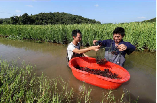 1775094151727376.jpg 小龍蝦養殖4.jpg