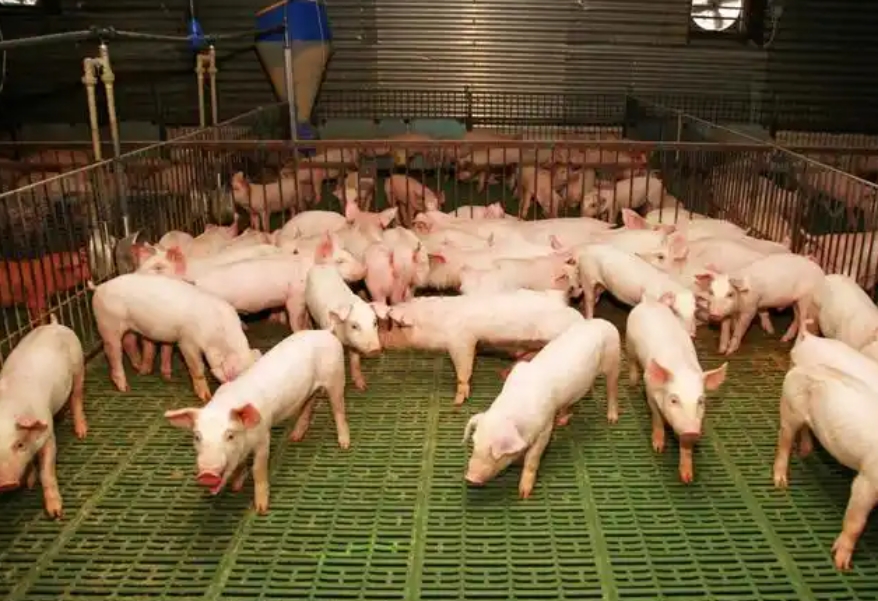 1775788569115726.jpg 養豬場.jpg